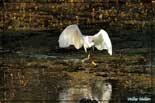 Aigrette garzette